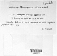 Uromyces sophorae image